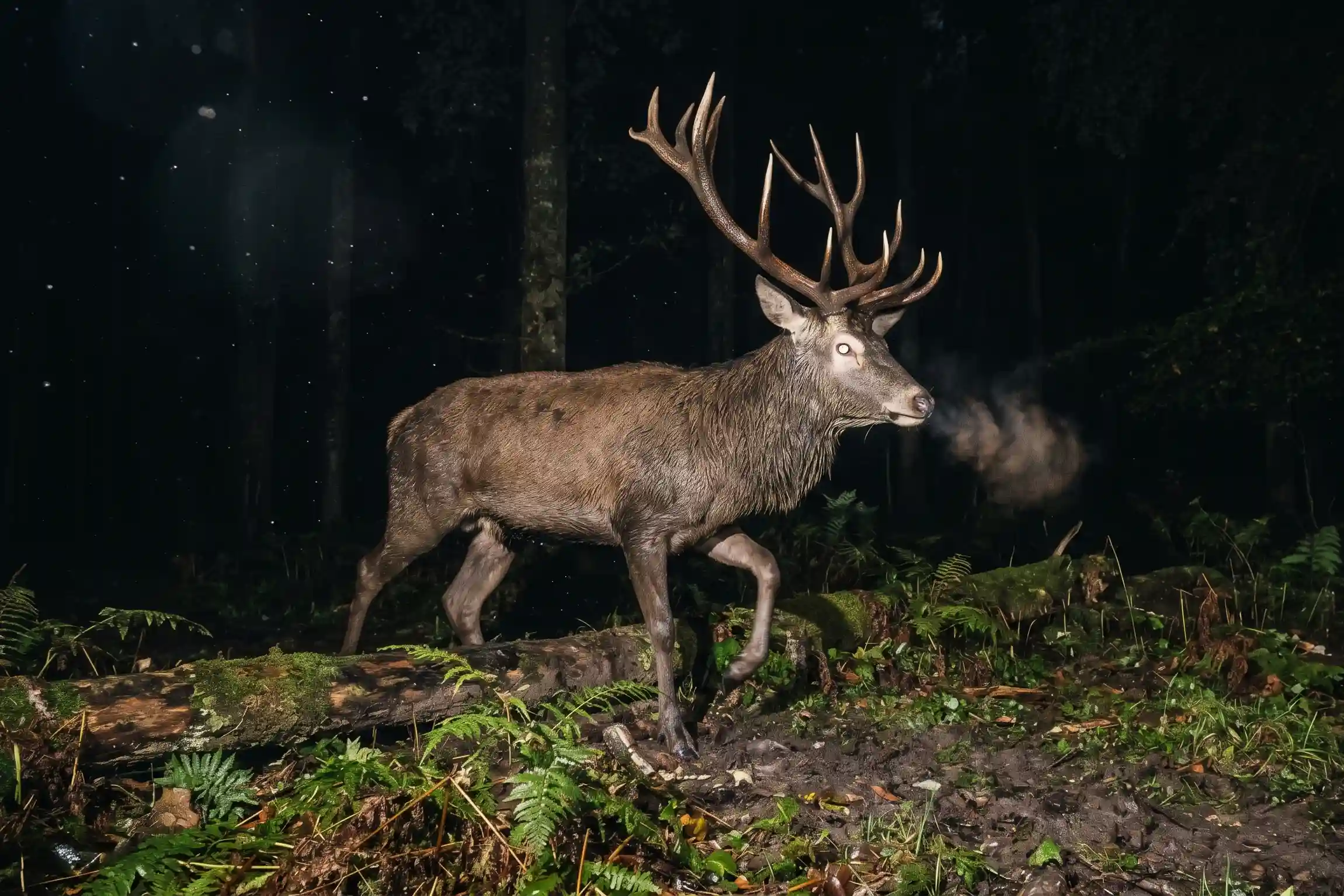 RedDeer